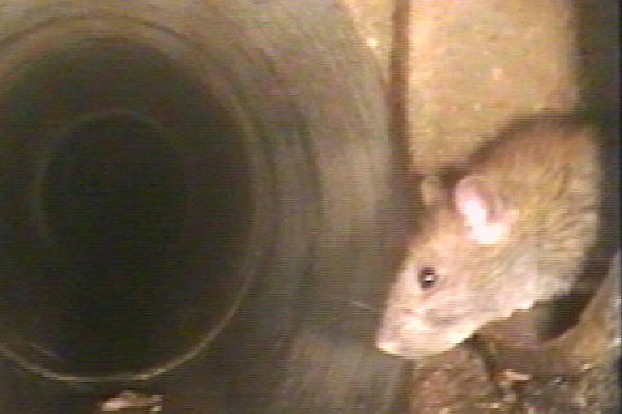 Die Aufnahme zeigt den Blick in ein Kanalrohr mitsamt einer Ratte.